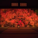紅く燃ゆる兵庫の秋!但馬安国寺のドウダンツツジを撮ってきた話。