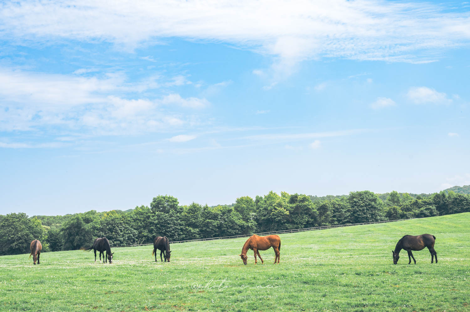 引退馬とラベンダー、時々ラーメン」な2泊3日北海道の旅 | ゆるカメライフ